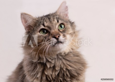 Picture of Cat on white background